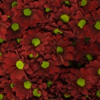 Chryzantema SAN ADORA 1000g