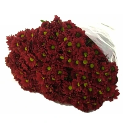 Chryzantema SAN ADORA 1000g