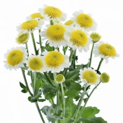 Chryzantéma SAN STALLION SUNRISE 1100 g