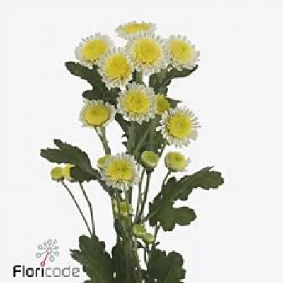 Chryzantéma SAN ALPACA 1000g