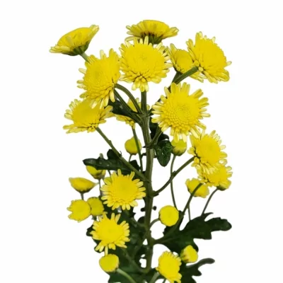 Chryzantéma SAN STALLION YELLOW 800g