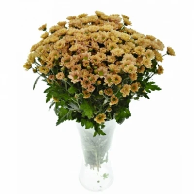 Chryzantéma SAN BABETTE