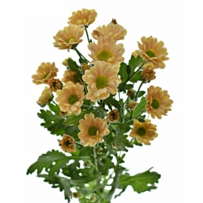 Chryzantéma SAN BABETTE 1200g