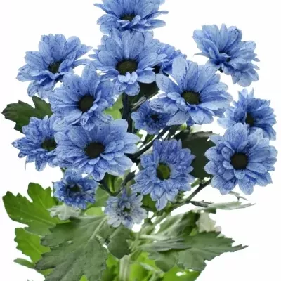 Chryzantema SAN BARV. BOUNCER BLUE 1000g