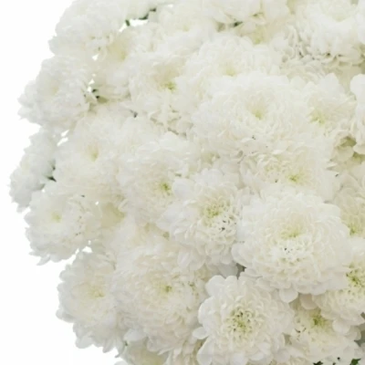 Chryzantéma SAN BAYKAL