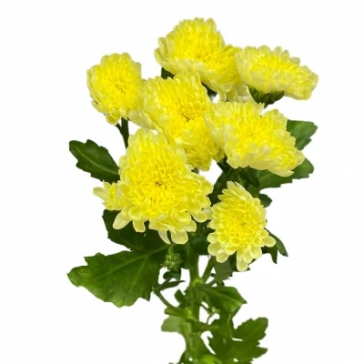 Chryzantéma SAN BAYKAL LUNAR 1300g