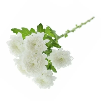 Chryzantéma SAN BAYKAL