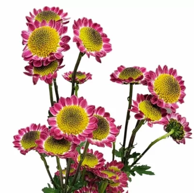 Chryzantéma SAN BLACK CLAIRE 700g