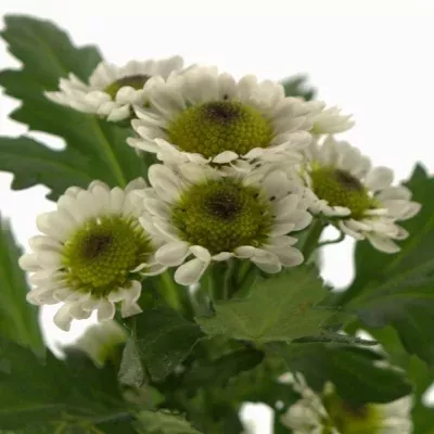 Chryzantéma SAN BLACK MOLLY 900g