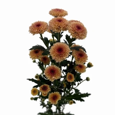 Chryzantéma SAN CALIMERO APRICOT