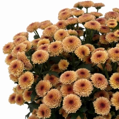 Chryzantéma SAN CALIMERO APRICOT