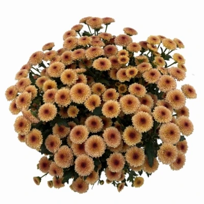 Chryzantéma SAN CALIMERO APRICOT