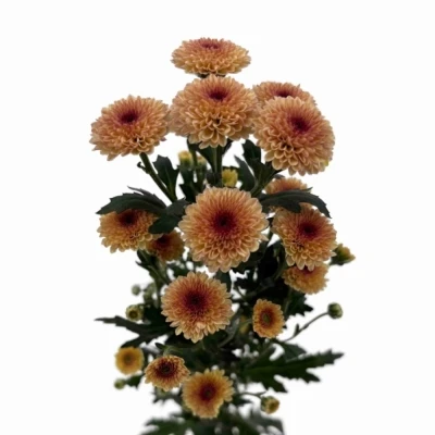 Chryzantéma SAN CALIMERO APRICOT