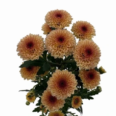 Chryzantéma SAN CALIMERO APRICOT