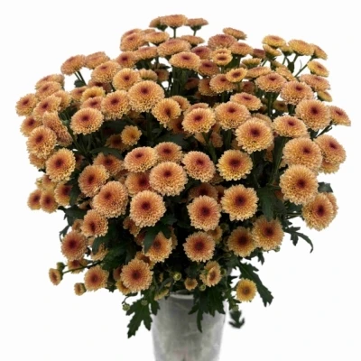 Chryzantéma SAN CALIMERO APRICOT