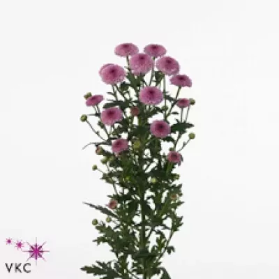 Chryzantéma SAN CALIMERO DARK PINK 800g