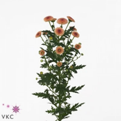 Chryzantéma SAN CALIMERO SALMON 1600g