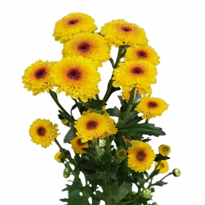 Chryzantéma SAN CALIMERO SHINY 850g