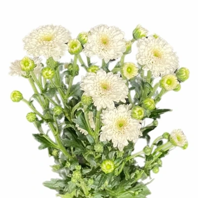 Chryzantéma SAN CALIMERO WHITE 1450g