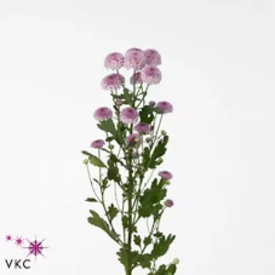 Chryzantéma SAN CHEEKS 1000g