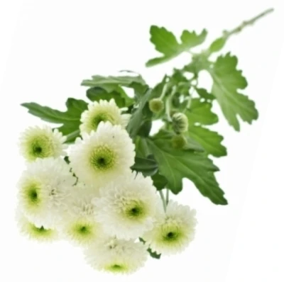 Chryzantéma SAN COLLIN