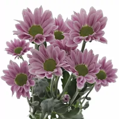 Chryzantéma SAN CONFETTI 1000g