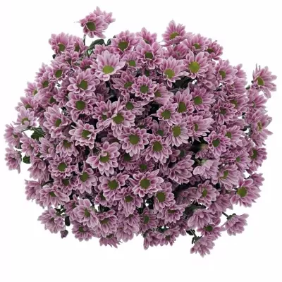 Chryzantema SAN CONFETTI SALMON 800g