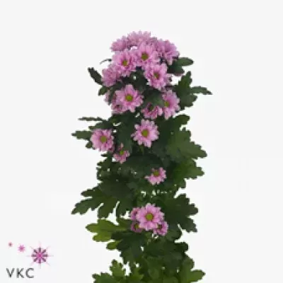 Chryzantéma SAN AAA DANIEK 1000g