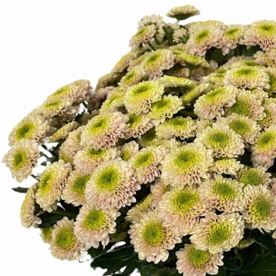 Chryzantéma SAN DAVINA 1100 g