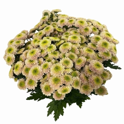 Chryzantéma SAN DAVINA 1100 g