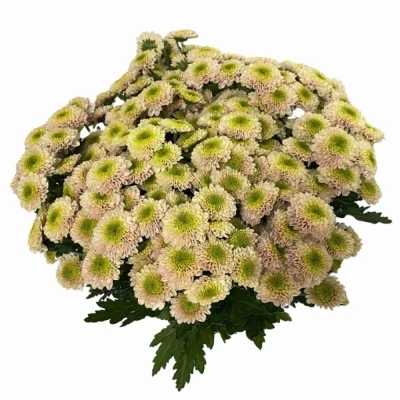 Chryzantéma SAN DAVINA