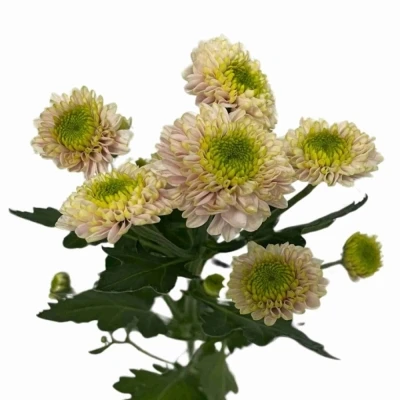 Chryzantéma SAN DAVINA 1100 g