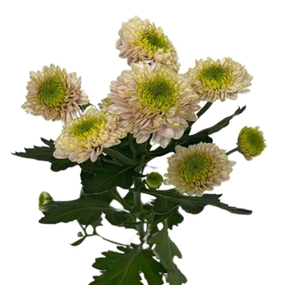 Chryzantéma SAN DAVINA 1100 g