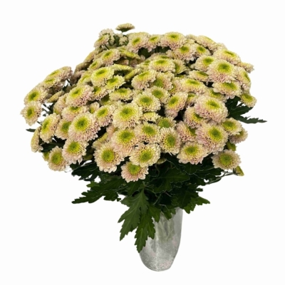 Chryzantéma SAN DAVINA 1100 g