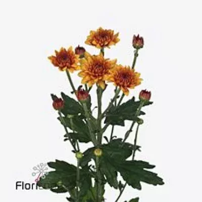 Chryzantéma SAN DELIFLAME 850g