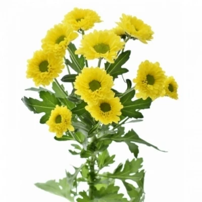 Chryzantéma SAN DINKY 1200 g