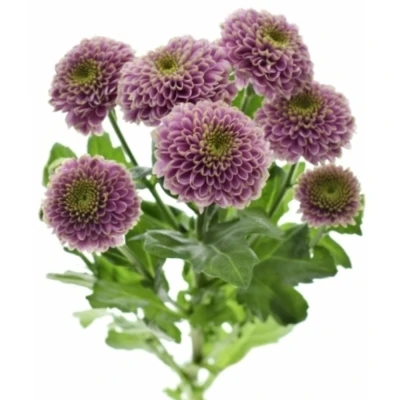 Chryzantéma SAN AAA DORIA 1450 g