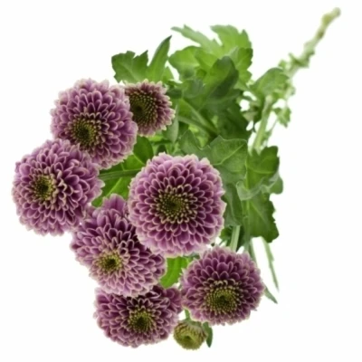 Chryzantema SAN DORIA