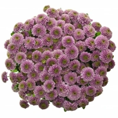 Chryzantema SAN DORIA