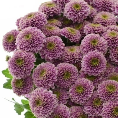 Chryzantema SAN DORIA