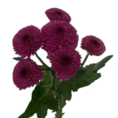 Chryzantéma SAN DROPSHOT 1150 g