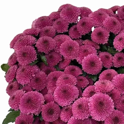 Chryzantéma SAN DROPSHOT