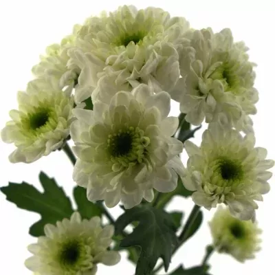 Chryzantéma SAN DUDOC 1000g