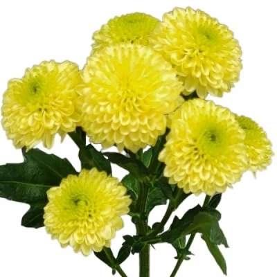 Chryzantéma SAN ELLISON CREAM 1500 g