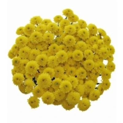 Chryzantéma SAN ELLISON GOLD