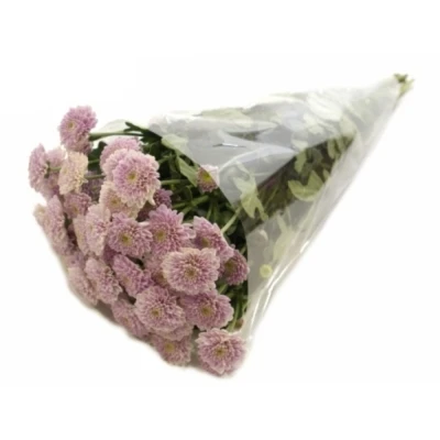 Chryzantéma SAN ELLISON