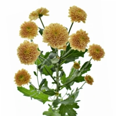 Chryzantéma SAN ELLISON PEACH 1500 g