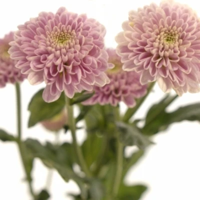 Chryzantéma SAN ELLISON