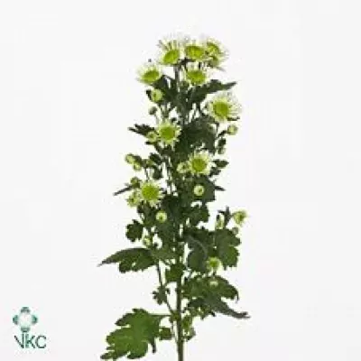 Chryzantéma SAN ENERGY 1050g