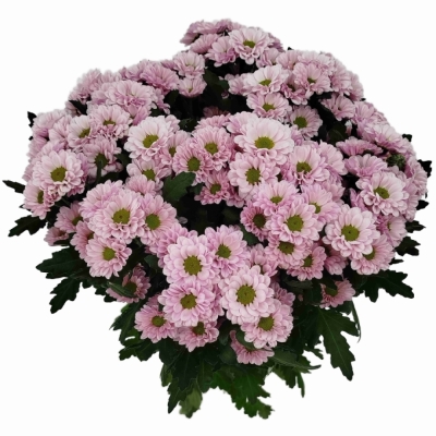 Chryzantéma SAN FABIANI PEARL